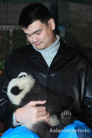 Yao Ming, a retired Chinese professional basketball player holds a panda cub during a panda releasing ceremony at Chengdu Research Base of Giant Panda Breeding, Jan 11, 2012.  Panda Valley opens in SW China