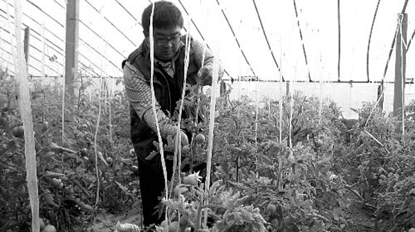 Guo Kejiang works in the greenhouse. Farmer finds wealth after leaving bank job