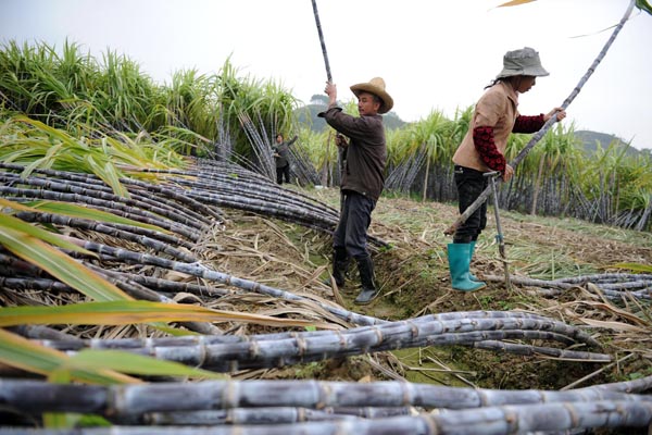 Farmers toiling in careers
