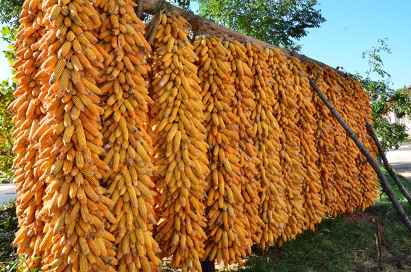 Jiyuan's agri-themed restaurants serve profits