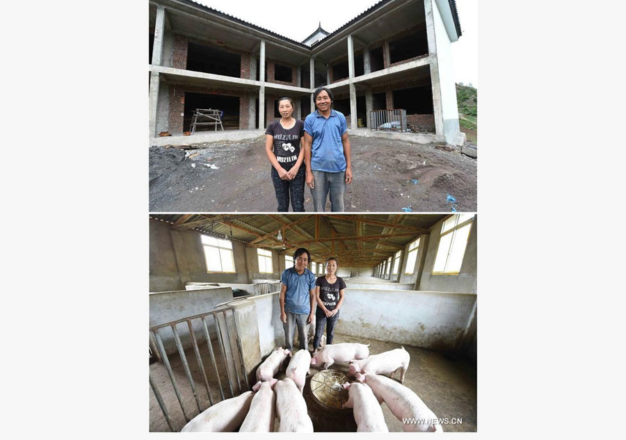 Pigs raising cooperative founded in Yunnan to alleviate poverty