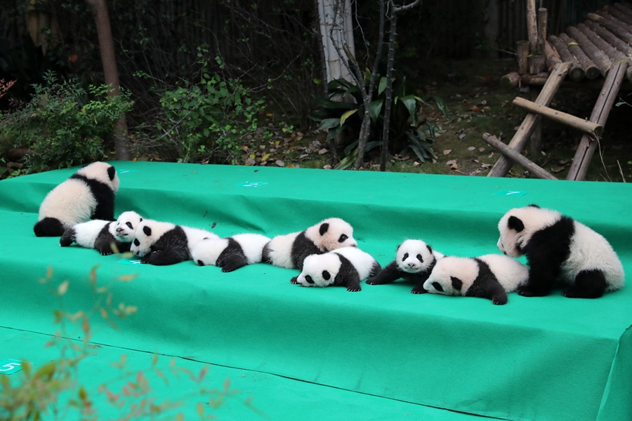 11 giant pandas take first baby step in public