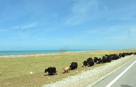純美風(fēng)光：春暖青海湖