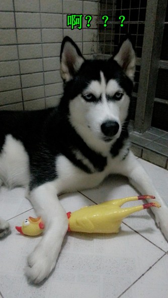 呆萌哈士奇網(wǎng)絡(luò)爆紅 囧表情加設(shè)計(jì)對(duì)白笑翻網(wǎng)友