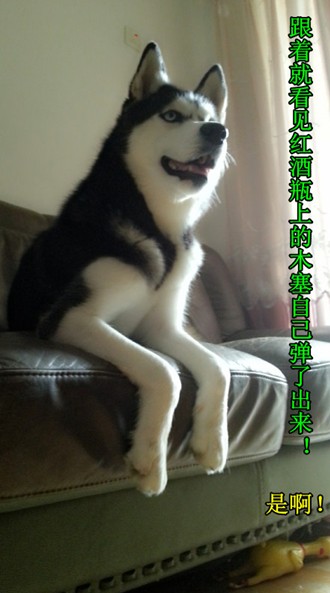 呆萌哈士奇網(wǎng)絡(luò)爆紅 囧表情加設(shè)計對白笑翻網(wǎng)友