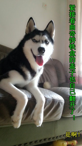 呆萌哈士奇網(wǎng)絡(luò)爆紅 囧表情加設(shè)計對白笑翻網(wǎng)友