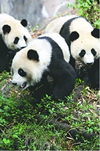 成都生機(jī)無限 創(chuàng)造財(cái)富的源泉