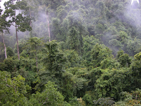 中科院西雙版納熱帶植物園暑期開展科普旅游優(yōu)惠活動(dòng)