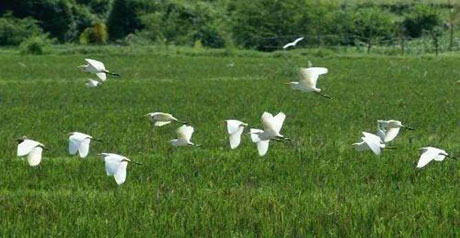 海南的白鷺天堂