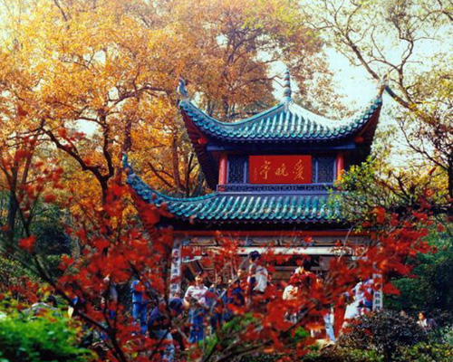 停車(chē)坐愛(ài)楓林晚 層林盡染岳麓山