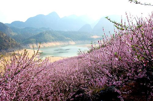 廣東清遠(yuǎn)：桃花朵朵笑春風(fēng)