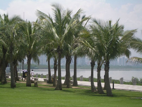 袖珍保護區(qū) 深圳紅樹林