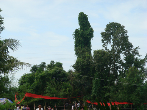 網(wǎng)談:海南這棵神話了的“觀音樹(shù)”該不該砍?