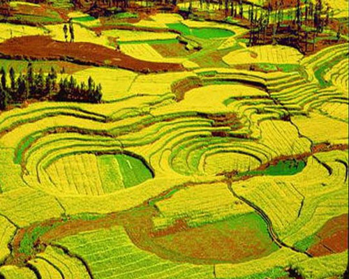 2010年云南羅平國際油菜花文化旅游節(jié)下月開幕