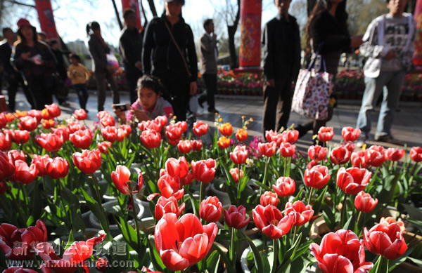 春節(jié)黃金周云南共接待游客520多萬(wàn)人次