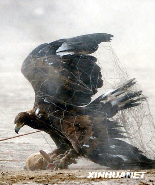 新疆“獵鷹之鄉(xiāng)”上演“空地大戰(zhàn)”