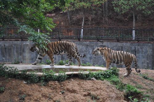 母虎“寧寧”預(yù)計8月產(chǎn)虎仔