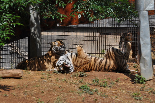 母虎“寧寧”預(yù)計8月產(chǎn)虎仔