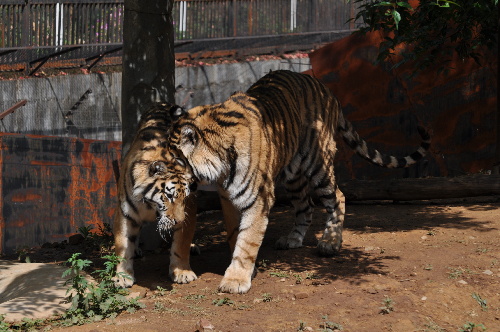 母虎“寧寧”預(yù)計8月產(chǎn)虎仔