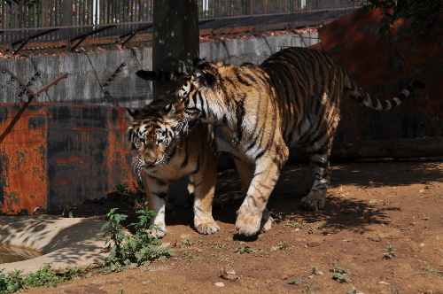母虎“寧寧”預(yù)計8月產(chǎn)虎仔