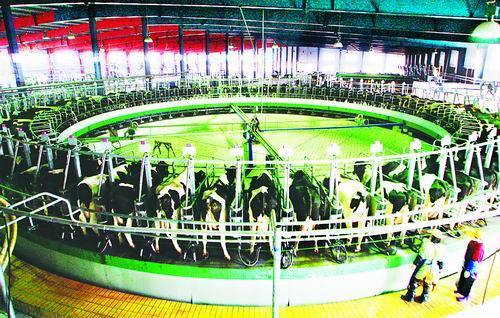 新型牧場上規(guī)模（圖）