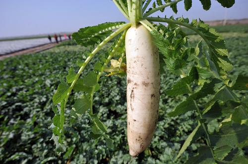 菜價究竟?jié)q在哪里？