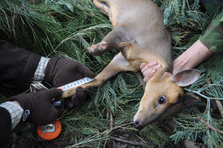 截肢小鹿生活不能自理 動物園準(zhǔn)備給它裝義肢