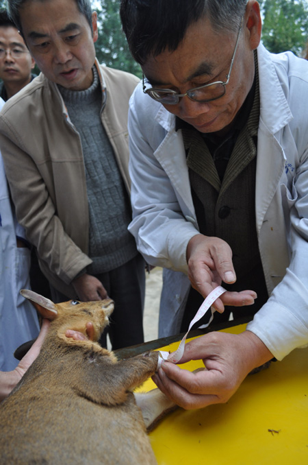 截肢小鹿有望“穿上”專業(yè)假肢