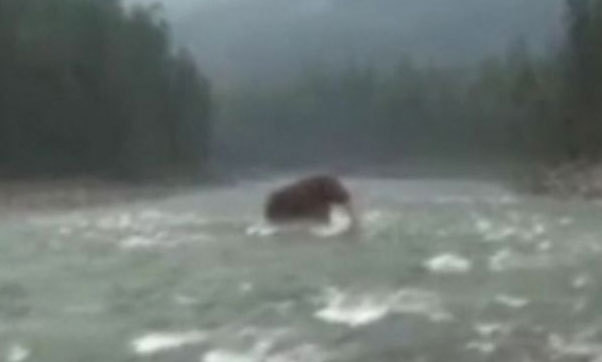 視頻曝俄遠東驚現(xiàn)史前動物 猛犸象復活?(圖)