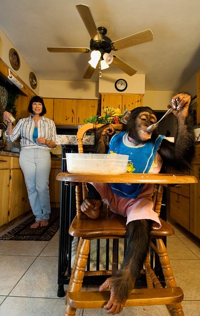 美國人什么寵物都敢養(yǎng) 猛獸成為家庭成員