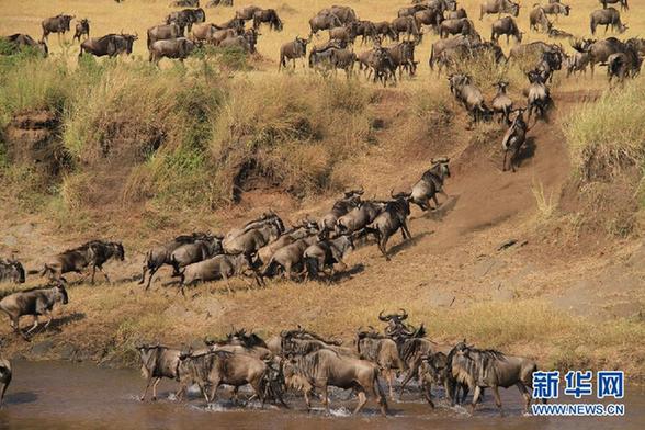高清-肯尼亞大草原的百萬角馬遷徙