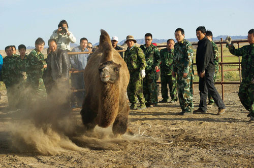 甘肅敦煌:21匹普氏野馬放歸大自然