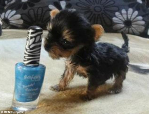 世界最小狗狗沒手機高 欲申請世界紀錄(圖)