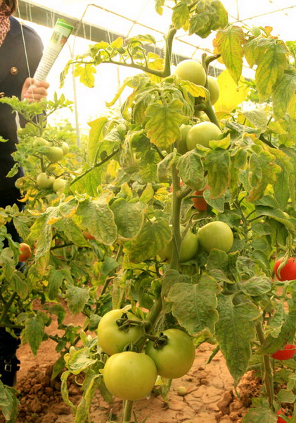 生態(tài)農(nóng)業(yè),生態(tài)運(yùn)城