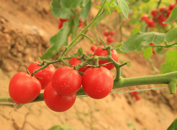 生態(tài)農(nóng)業(yè),生態(tài)運(yùn)城