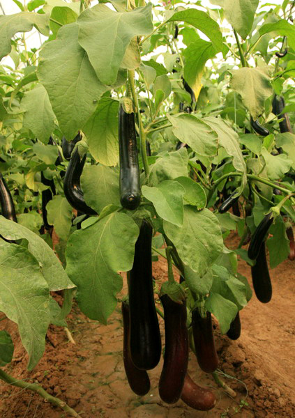 生態(tài)農(nóng)業(yè),生態(tài)運(yùn)城