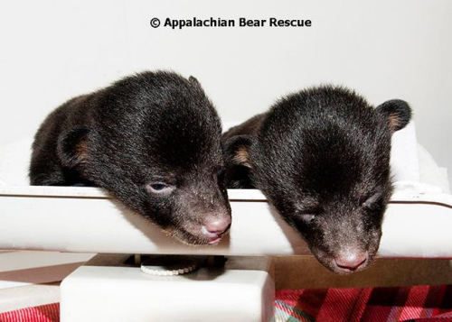 3只幼熊被遺棄路邊 模樣可愛(ài)遭誤認(rèn)寵物豬