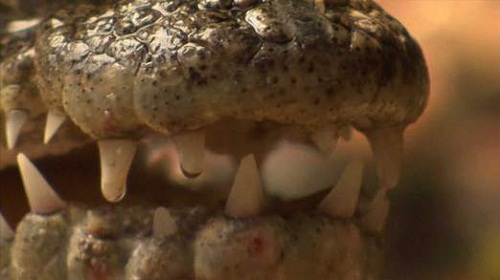 泰國人家養(yǎng)“看門鱷”防賊 15年無小偷光顧(圖)