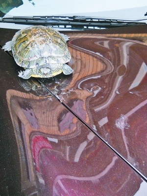 1斤多重烏龜從8樓掉下 將保時(shí)捷砸個(gè)坑(圖)