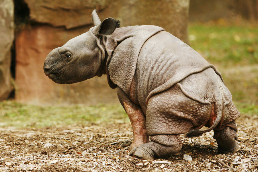 小動物幼稚園也過兒童節(jié) 超級萌物排排坐