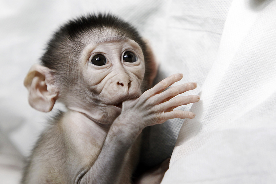 小動(dòng)物幼稚園也過(guò)兒童節(jié) 超級(jí)萌物排排坐