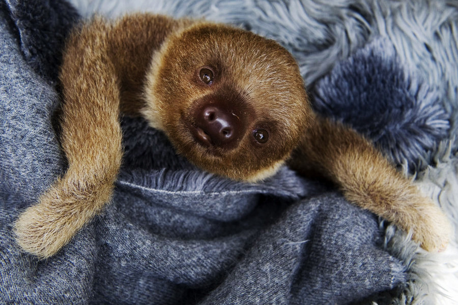 小動物幼稚園也過兒童節(jié) 超級萌物排排坐