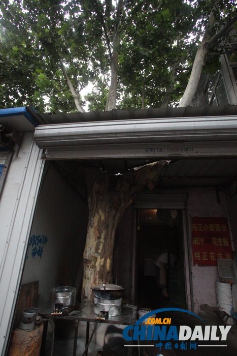 山東濟(jì)南：屋里“長”棵樹