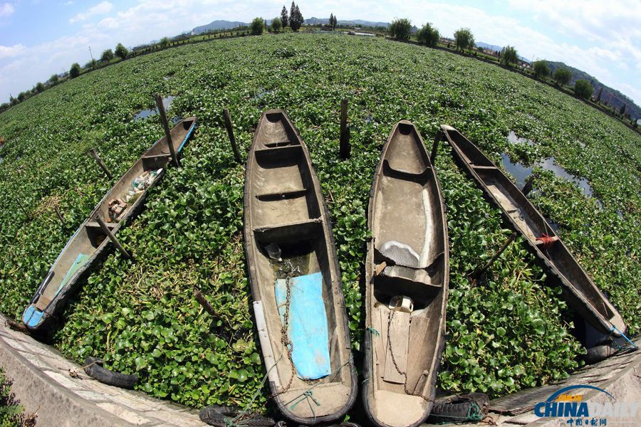 浙江紹興：水葫蘆封堵河道