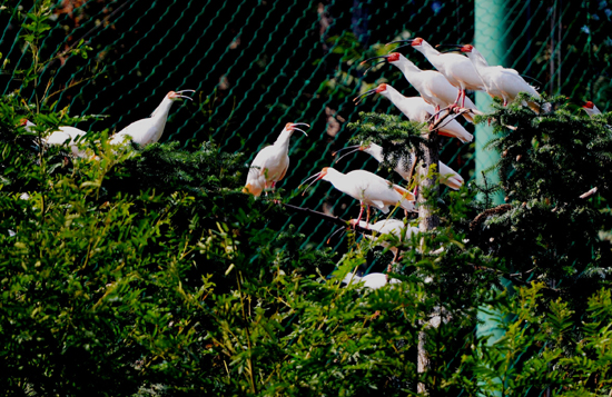 河南信陽(yáng)大別山首次放飛34只朱鹮