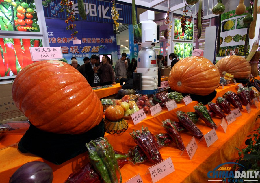 220斤南瓜王亮相楊凌農(nóng)高展