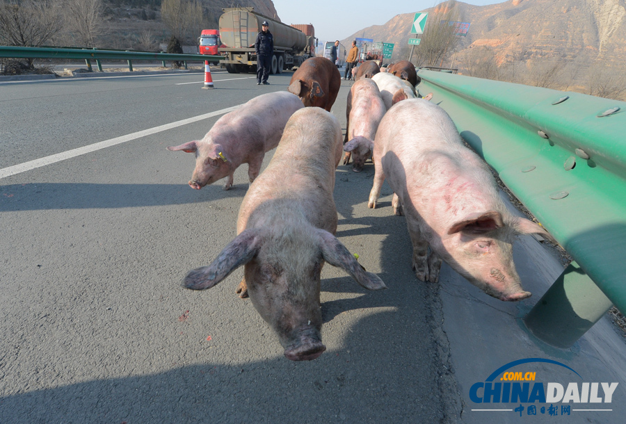 種豬大鬧高速路 交警當(dāng)“豬倌”