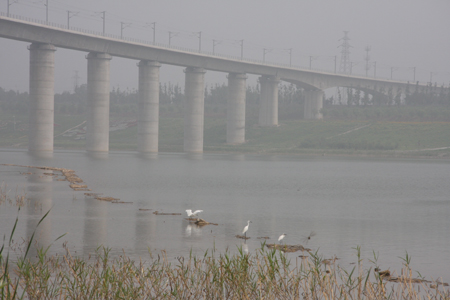 北京園博湖里白鷺飛