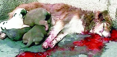 抗議反對(duì)政府為歐洲杯虐殺數(shù)萬流浪狗：“慘叫”的歐洲杯