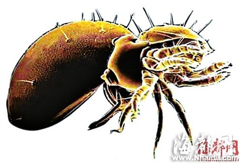 閩現(xiàn)多起恙蟲病例 廈門一男子險(xiǎn)喪命